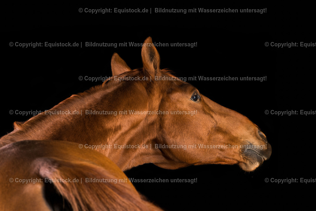 20151103_TOMsPiC_0324 | equistock