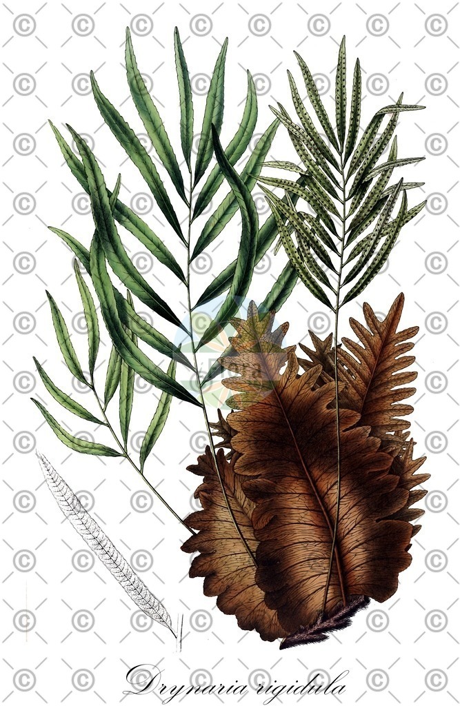 HistAbb_wfo-0001108663_1_ENZY_Simple | Historische Abbildung von Drynaria rigidula - Polypodiaceae | Historical Illustration of Drynaria rigidula - Polypodiaceae