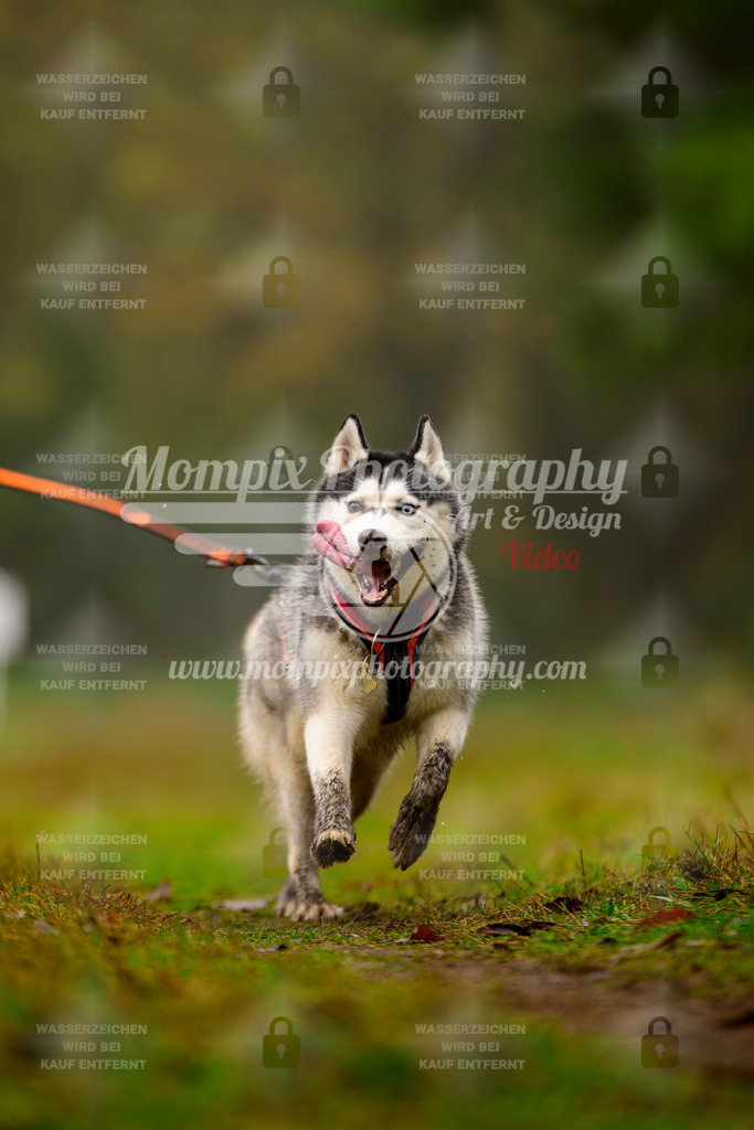 MompixPhotography_Bischwiller2025_Bike-94 | mompixphotography