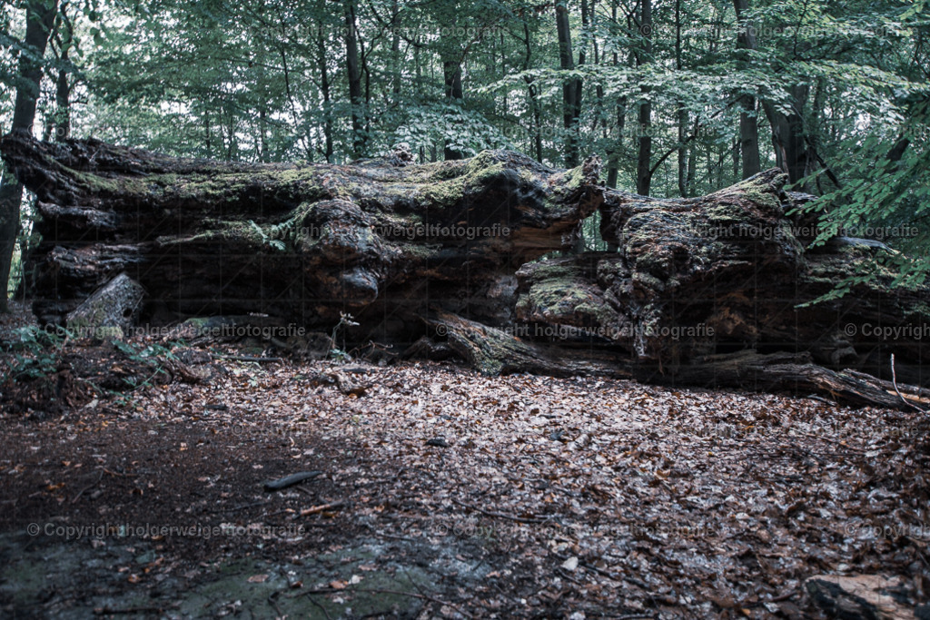 Totholz mit viel Leben II | Kaufen sie online außergewöhnliche Fotografien auf Leinwand Acrylglas Fotoprint Aludibond von holgerweigeltfotografie - Realisiert mit Pictrs.com