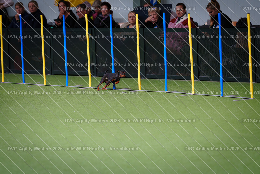 allesWIRTHgut_Tierfotografie-DVG_Agility_Masters_2026-12_16-7R507766 | Professionelle Tierfotografie in Mönchengladbach von Daniel Wirth (allesWIRTHgut). Liebevolle & natürliche Bilder von Hunden & Katzen für unvergessliche Erinnerungen.