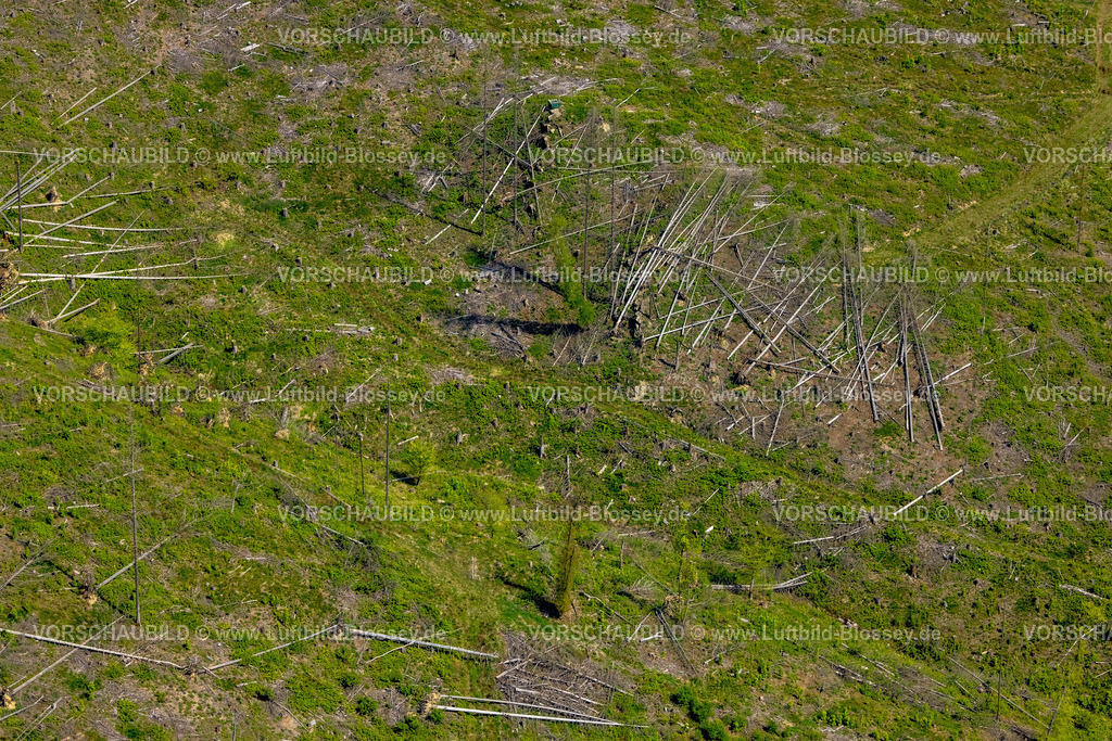 Brilon240503872 | Luftbild, Waldgebiet mit Waldschäden Kalamitätsflächen, östliches Waldgebiet des Flusses Hoppecke bei Brilon-Wald, Brilon, Sauerland, Nordrhein-Westfalen, Deutschland