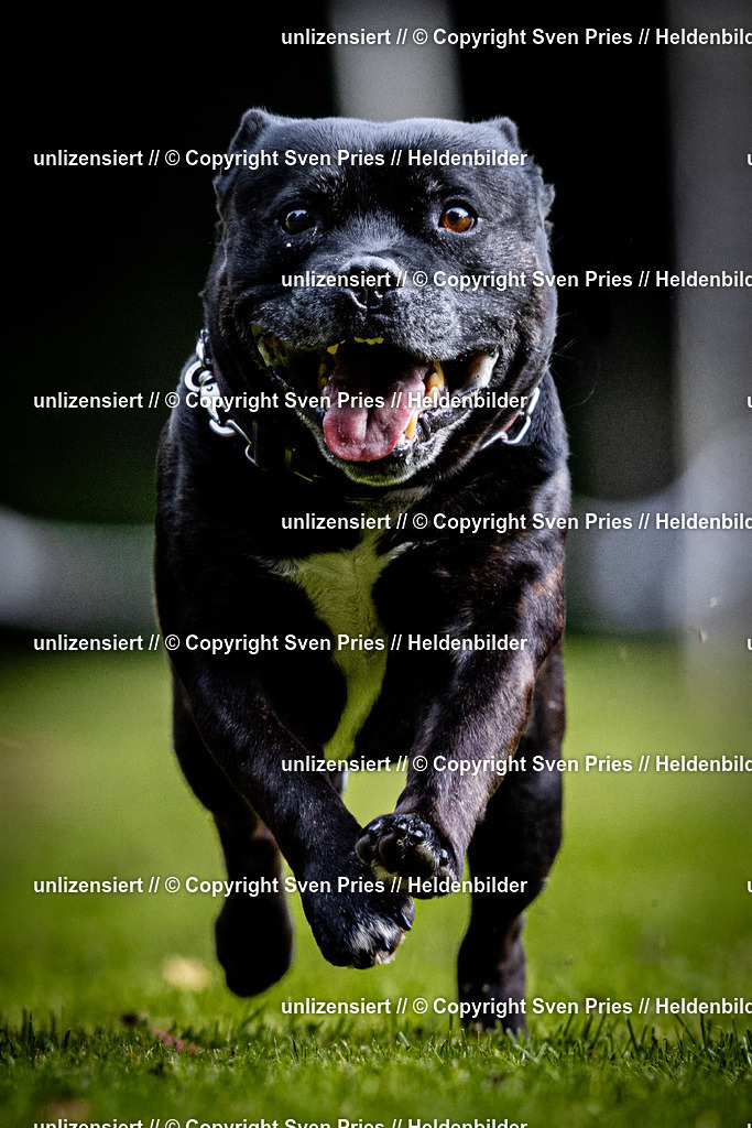 Sven Pries | 2025-10-03 - Hunderennen Obergrombach - Realisiert mit Pictrs.com