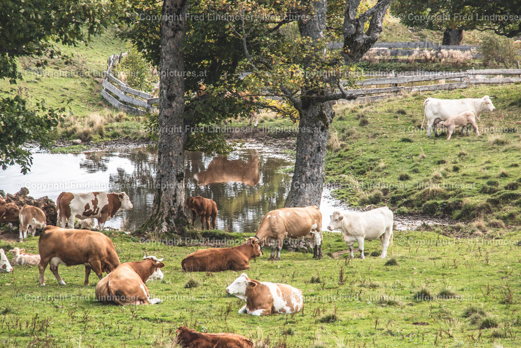 Tirolerkogel Kuchl Alm Annaberg-4970 | Fotos und Fotoprodukte - Realisiert mit Pictrs.com