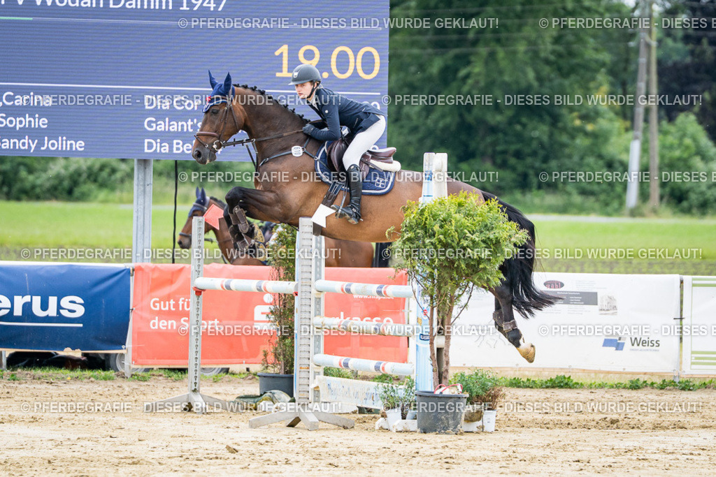 DSC04429 | Pferdegrafie