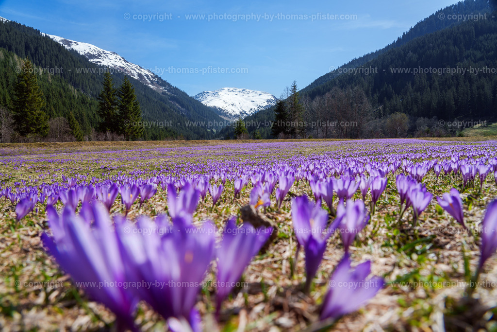 Märzengrund Stumm Krokusse Krokusblüte copyright  Thomas Pfister-2 | PHOTOGRAPHY BY THOMAS PFISTER