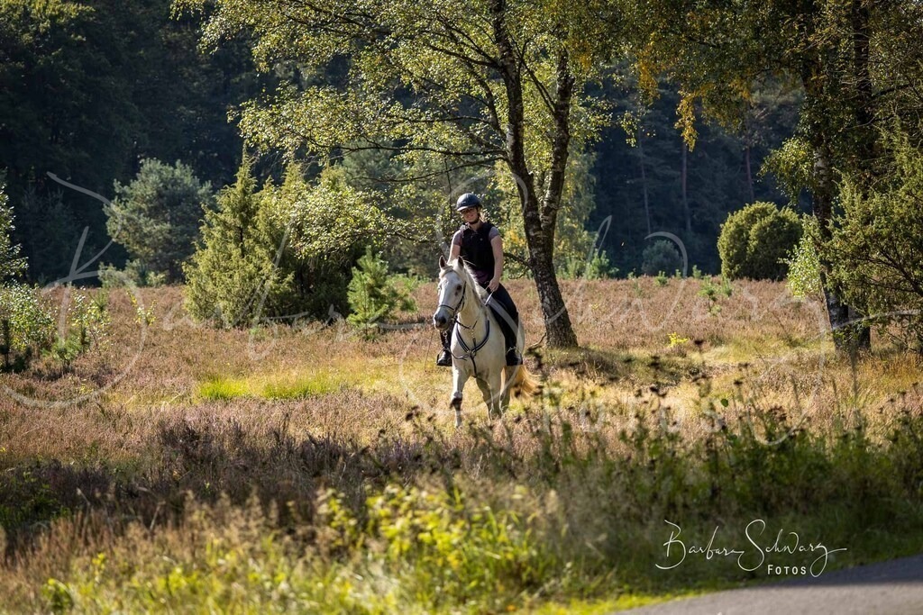 DdLH-WehlenerHeide_2025-09-20_132 | Fotografie, Veranstaltungs-Fotografie, Pferde-Fotografie, Landschafts-Fotografie, Reise-Fotografie - Realisiert mit Pictrs.com