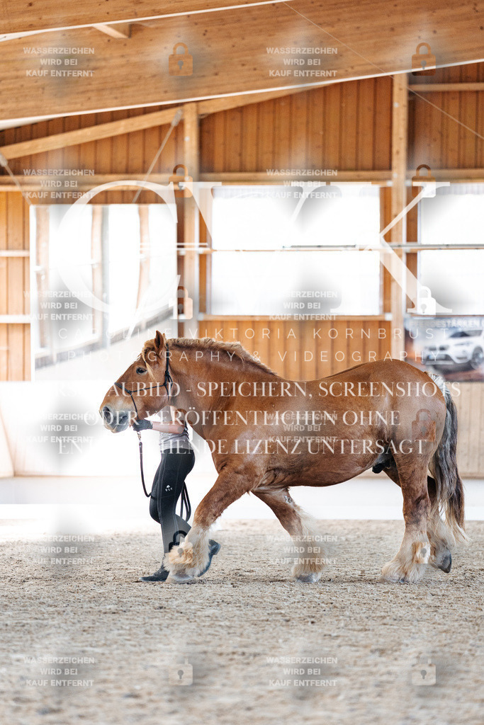 CK906398 | Turnierfotografie Pferdefotografie Trier Rheinland-Pfalz Pferdesport Reitsport Tierfotografie Sportfotografie Pferdevideo Pferdevideografie Equestrianvideography equestrianphotography  - Realisiert mit Pictrs.com
