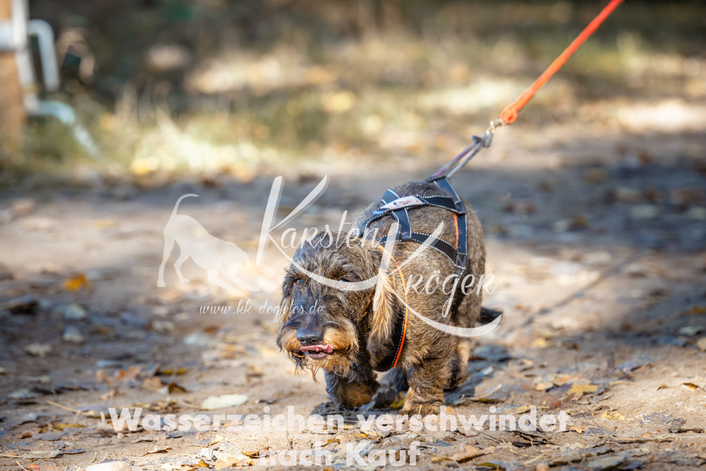 1036_ZZ90533 | kk-dogfotos