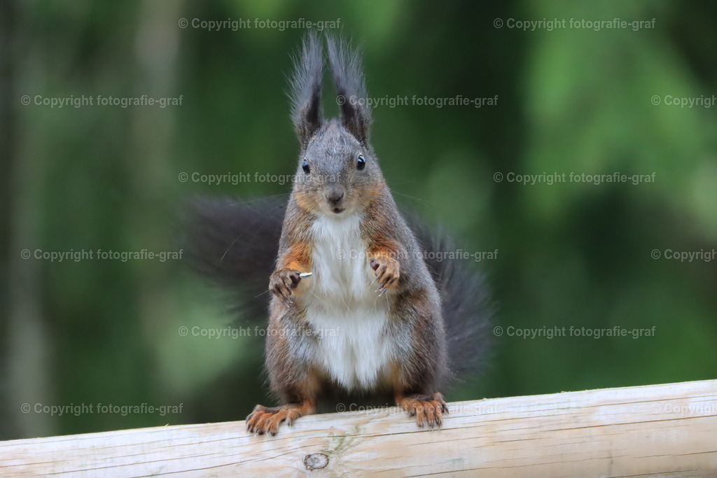 IMG_0150 | fotografie-graf - Realisiert mit Pictrs.com