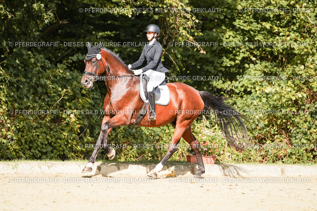 DSC02395 | Pferdegrafie