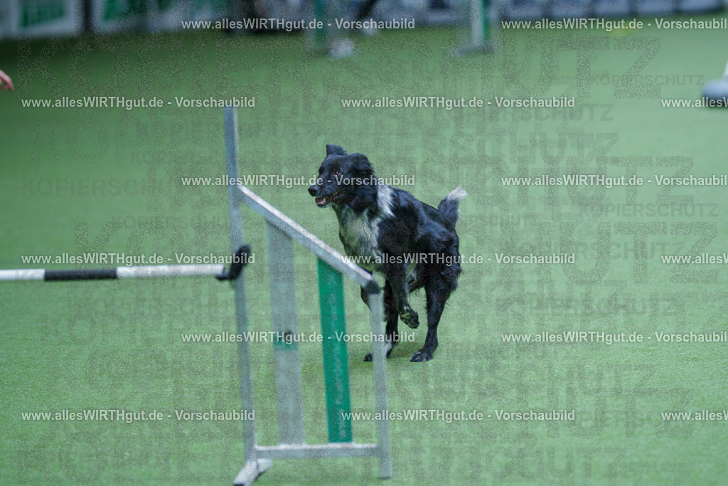 @allesWIRTHgut_Tierfotografie - www.allesWIRTHgut.de - 2604261239-7R501334 | Professionelle Tierfotografie in Mönchengladbach von Daniel Wirth (allesWIRTHgut). Liebevolle & natürliche Bilder von Hunden & Katzen für unvergessliche Erinnerungen.