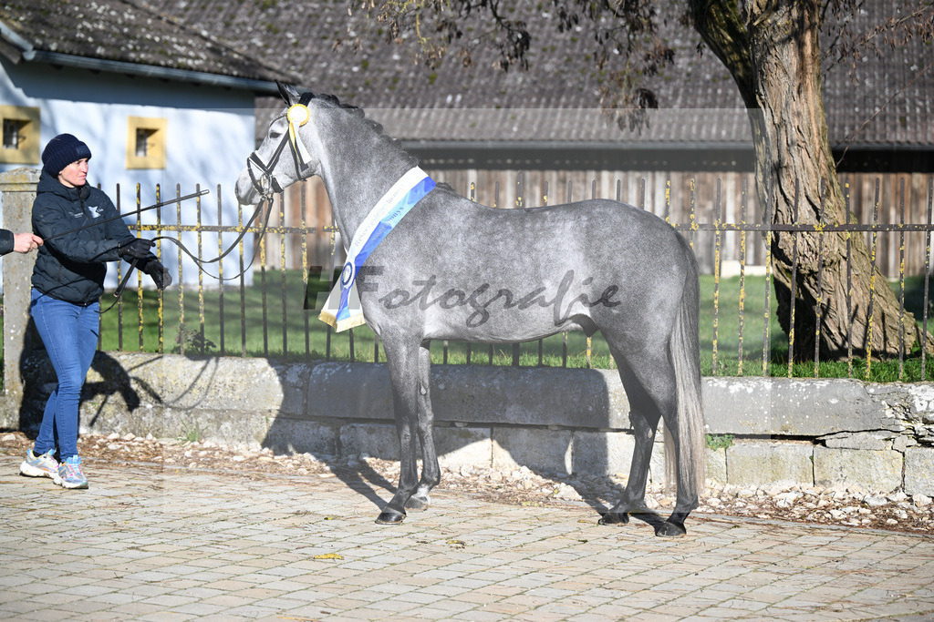 Kat-Nr. 3 Golden Diamond K v. GoldenGray_Koldas_49250342 | hf-fotografie - Realisiert mit Pictrs.com