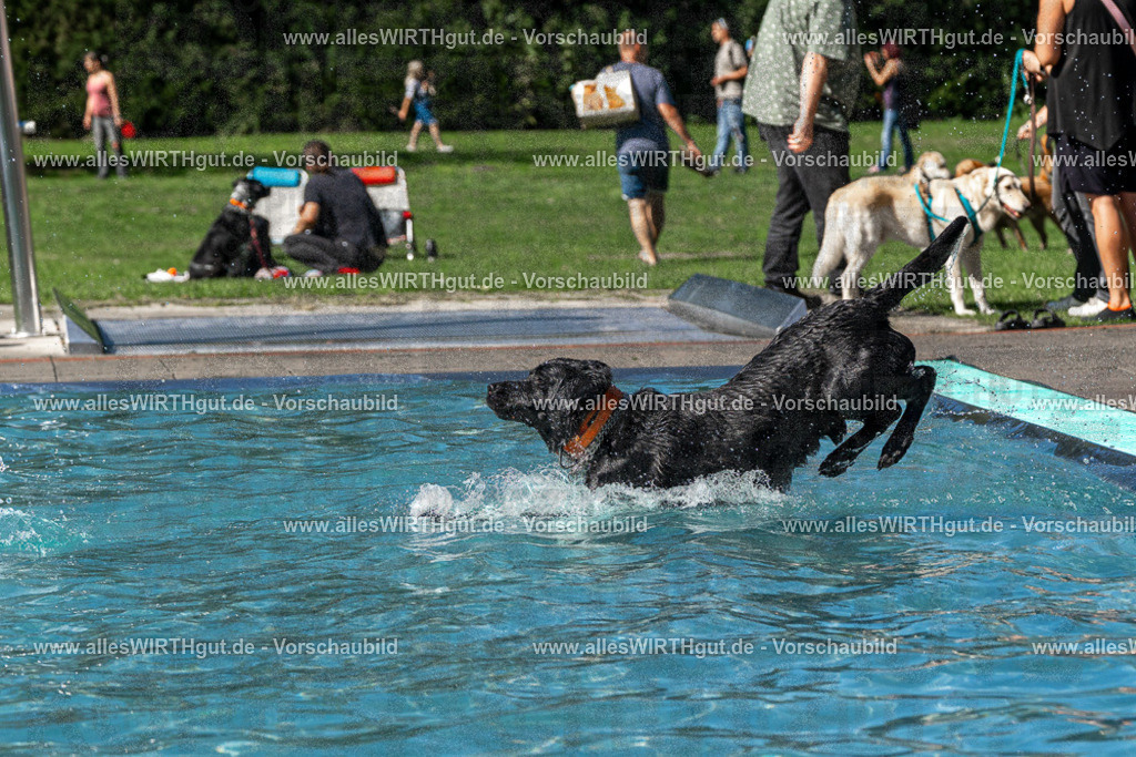 Hundeschwimmen_Volksbad_2026-allesWIRTHgut_Tierfotografie-2609061326-FAY06744 | Professionelle Tierfotografie in Mönchengladbach von Daniel Wirth (allesWIRTHgut). Liebevolle & natürliche Bilder von Hunden & Katzen für unvergessliche Erinnerungen.