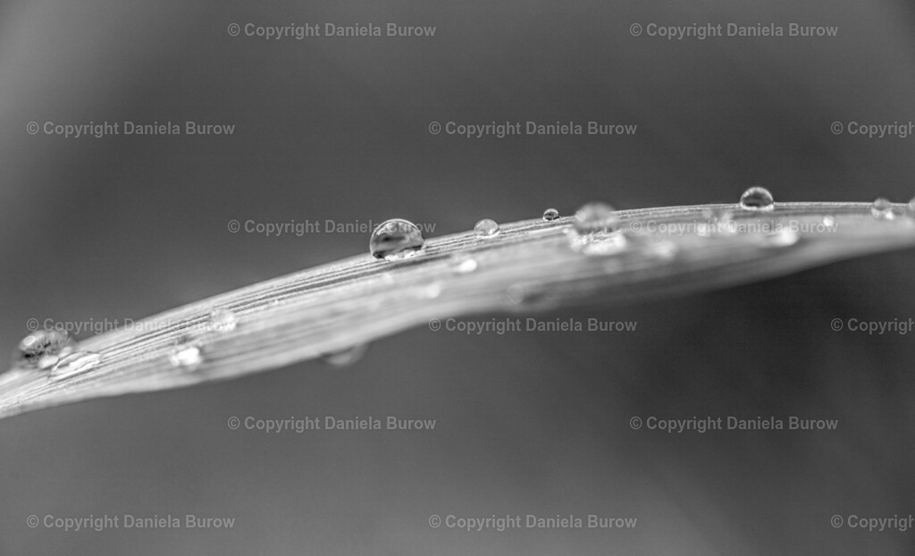 IMG_6756 | danielaburow - Realisiert mit Pictrs.com
