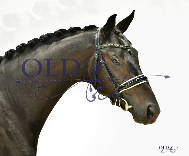 71 NLD003202008905 HM Toto Jr. - Grey Flanell - Foundation _a | <meta name="description" content="★Offizieller Merchandise und Foto-/Videostore des Oldenburger Verbandes.★ ✅Jetzt auch digital Ausdrucke erhältlich." />
<meta name="keywords" content="Merchandise Foto-/Videostore Oldenburger Verband Photographie 