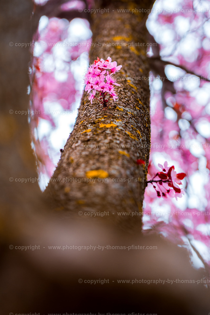 Kirschblüte Zams in Tirol copyright  Thomas Pfister-2 | PHOTOGRAPHY BY THOMAS PFISTER