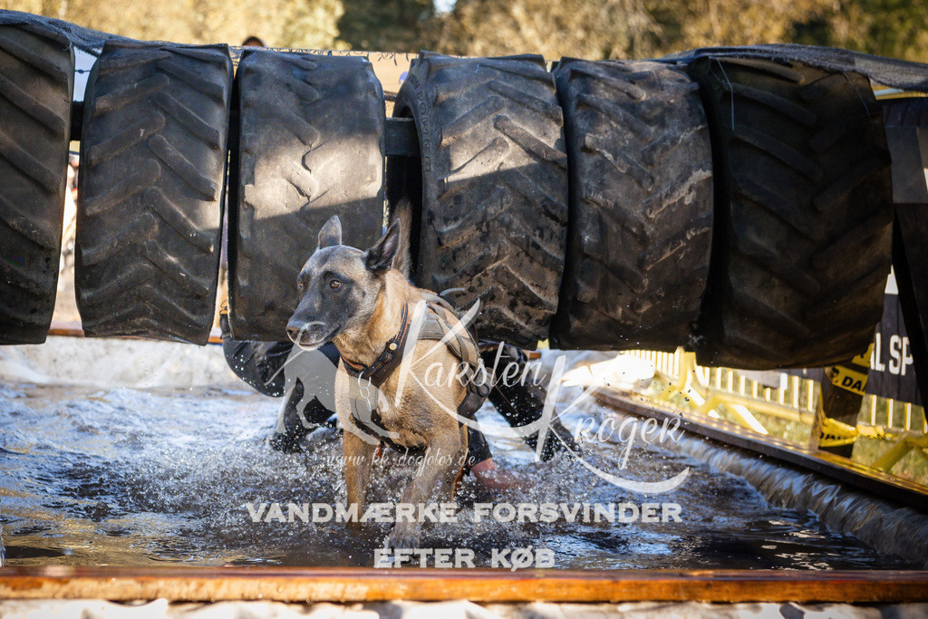 0921_ZZ90645 | kk-dogfotos