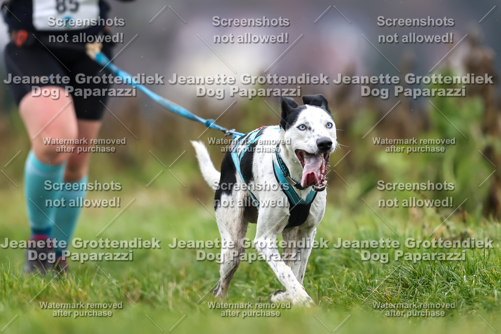 Dog Paparazzi - Herkules Race  2025-79 | Dog Paparazzi Jeanette Grottendiek Fotografie & Videografie - Realisiert mit Pictrs.com