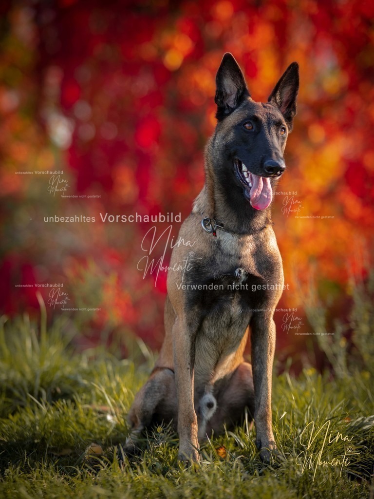 _16A0069-12 | Einzigartige Fotos von Hunden & Menschen –Actionfotos, Portraits, Vereinsaufnahmen & Paarshootings – authentisch, lebendig & mit Herz.