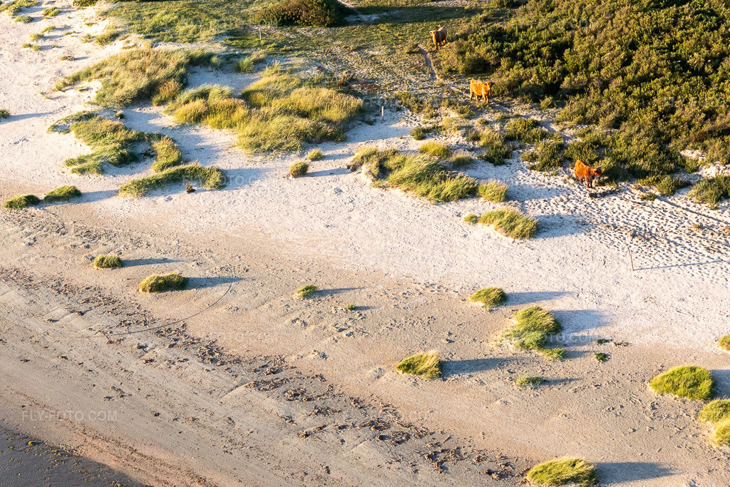 Aerial view: Cattle in the dunes in Fanø in the state South Denmark, Denmark.Photo: IMG_118932.jpg taken on 09/21/2019 by Werner Riehm/FLY-FOTO.comResolution of the original: 2276 x 1517 px
