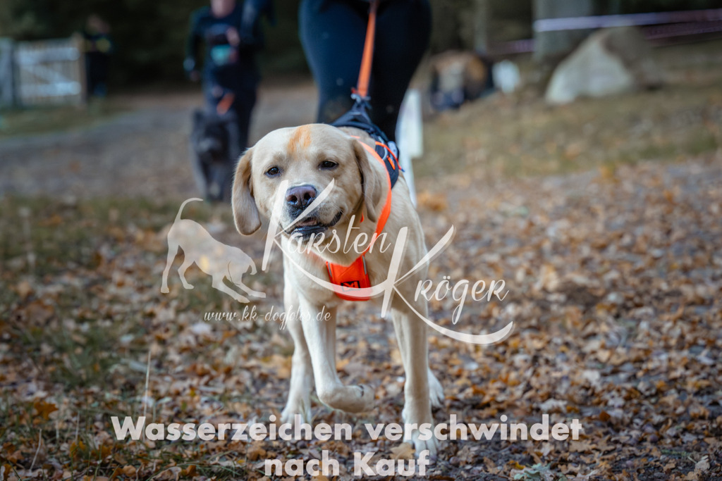 0847_ZZ95955 | kk-dogfotos