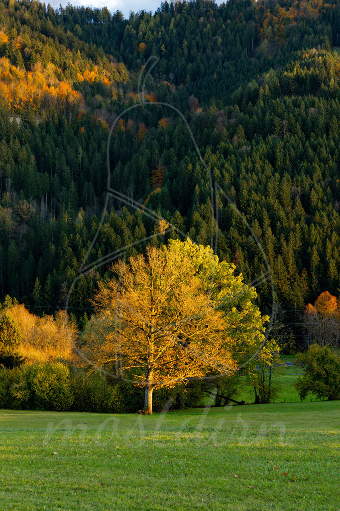 Goldener Baum | Ihre Fotografin im Lungau, ihre Fotografin im Mostviertel, Wandbilder Onlineshop, Imagefotos für Ihr Unternehmen,  - Realisiert mit Pictrs.com