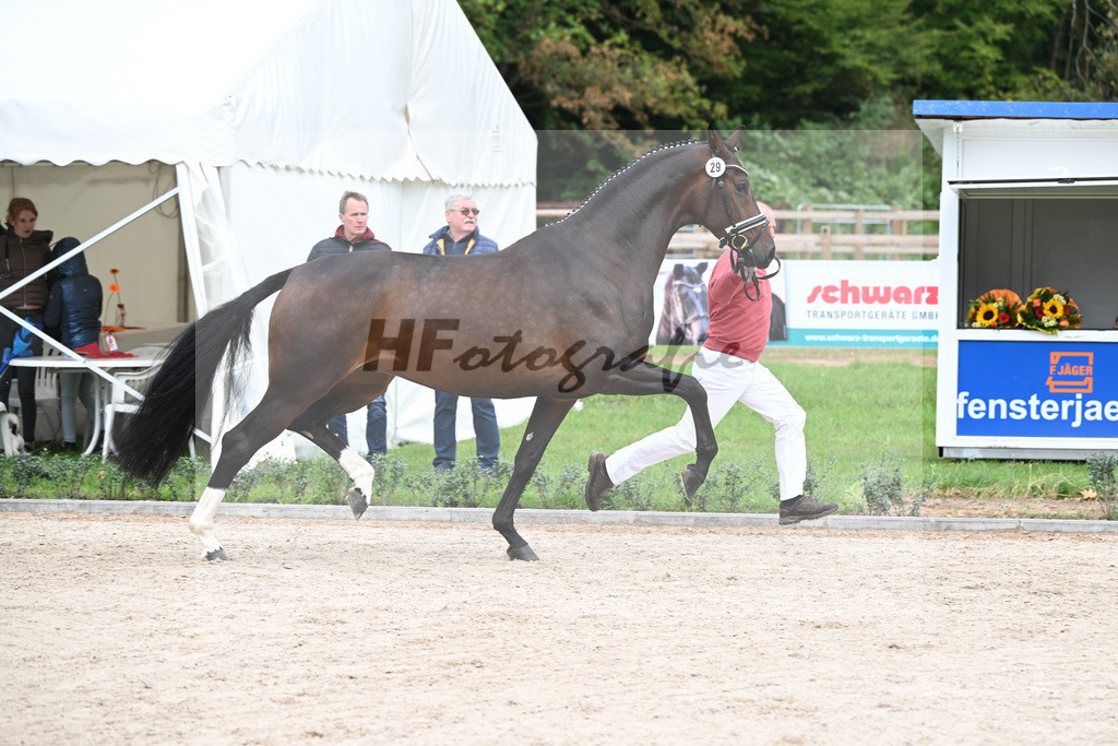 Kat-Nr. 29 Vjera_Gestuet Greim_49220987 | hf-fotografie - Realisiert mit Pictrs.com