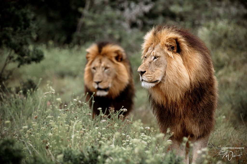20231010-082103 SOUTHAFRIKA_-1 | Herzlich willkommen auf meiner Seite! Ich bin Elke Wallnisch, Deine Fotografin für lichtstarke Momente. Der Name steht für alles, was mich mit der Fotografie verbindet: Das Licht und seine machtvolle Wirkung auf eine Situation oder unsere Stimmung - Realisiert mit Pictrs.com