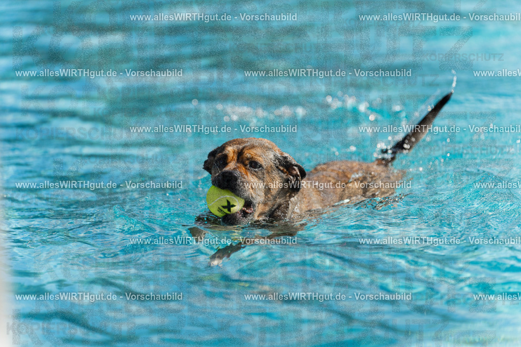 Hundeschwimmen_Volksbad_2026-allesWIRTHgut_Tierfotografie-2609061123-103350-7R509605 | Professionelle Tierfotografie in Mönchengladbach von Daniel Wirth (allesWIRTHgut). Liebevolle & natürliche Bilder von Hunden & Katzen für unvergessliche Erinnerungen.