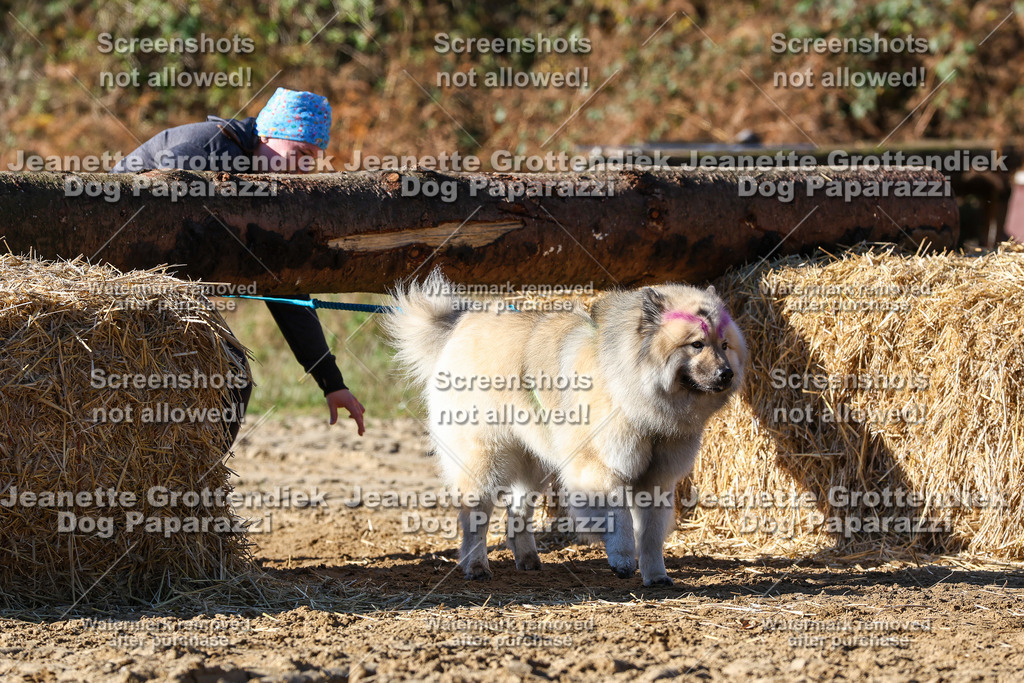 Dog Paparazzi - Strongdog 10-25-2563 | Dog Paparazzi Jeanette Grottendiek Fotografie & Videografie - Realisiert mit Pictrs.com