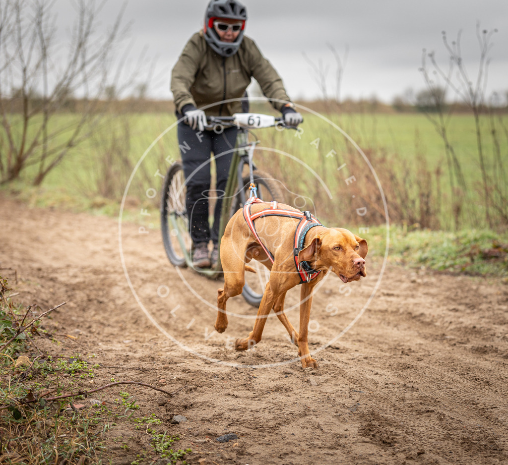 DV3A9390 | Hundefotografie, Tierfotograf, Pfotenfotografie, Fotoshooting Hund, Hunde Portrait, Hundesport, Hundeportraits, Heideshooting, Hunde, Sportfotograf, Hundefotograf, Turnierhundsport, THS,  - Realisiert mit Pictrs.com