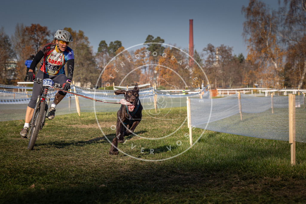 CaniXpix_0L8A6722 | Hundefotografie, Tierfotograf, Pfotenfotografie, Fotoshooting Hund, Hunde Portrait, Hundesport, Hundeportraits, Heideshooting, Hunde, Sportfotograf, Hundefotograf, Turnierhundsport, THS,  - Realisiert mit Pictrs.com