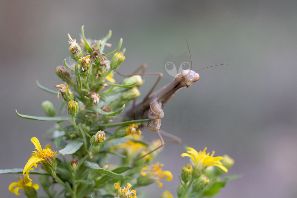20221005153754 | Die Europäische Gottesanbeterin (Mantis religiosa), auch als Gemeine Gottesanbeterin oder nur als Gottesanbeterin bezeichnet, ist die einzige in Mitteleuropa vorkommende Vertreterin der Ordnung der Fangschrecken (Mantodea) und zählt innerhalb dieser Ordnung zur Familie der Mantidae. - Realisiert mit Pictrs.com