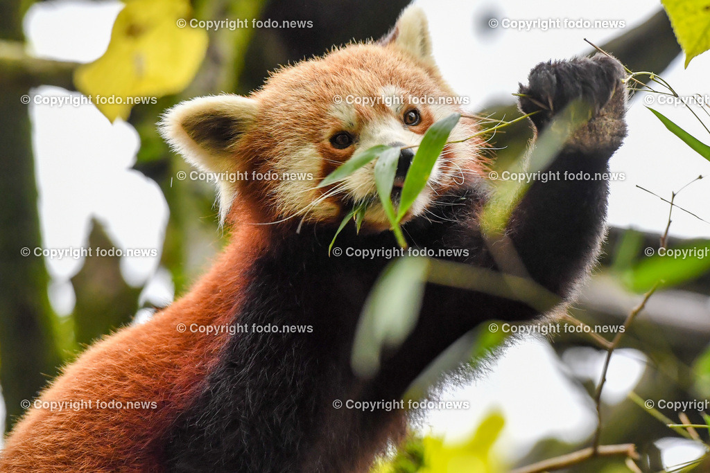 Zoo Linz_ 22.11.2022-40 | 22.11.2022, Zoo Linz, AUT, Schafe, Ziegen, roter Panda, im Bild roter Panda