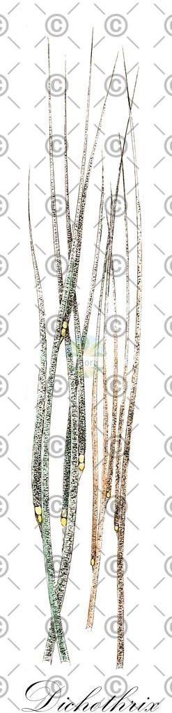 HistAbb_wfo-0001003508_1_ENZY_Simple | Historische Abbildung von Dichothrix - Rivulariaceae (0) | Historical Illustration of Dichothrix - Rivulariaceae (0)