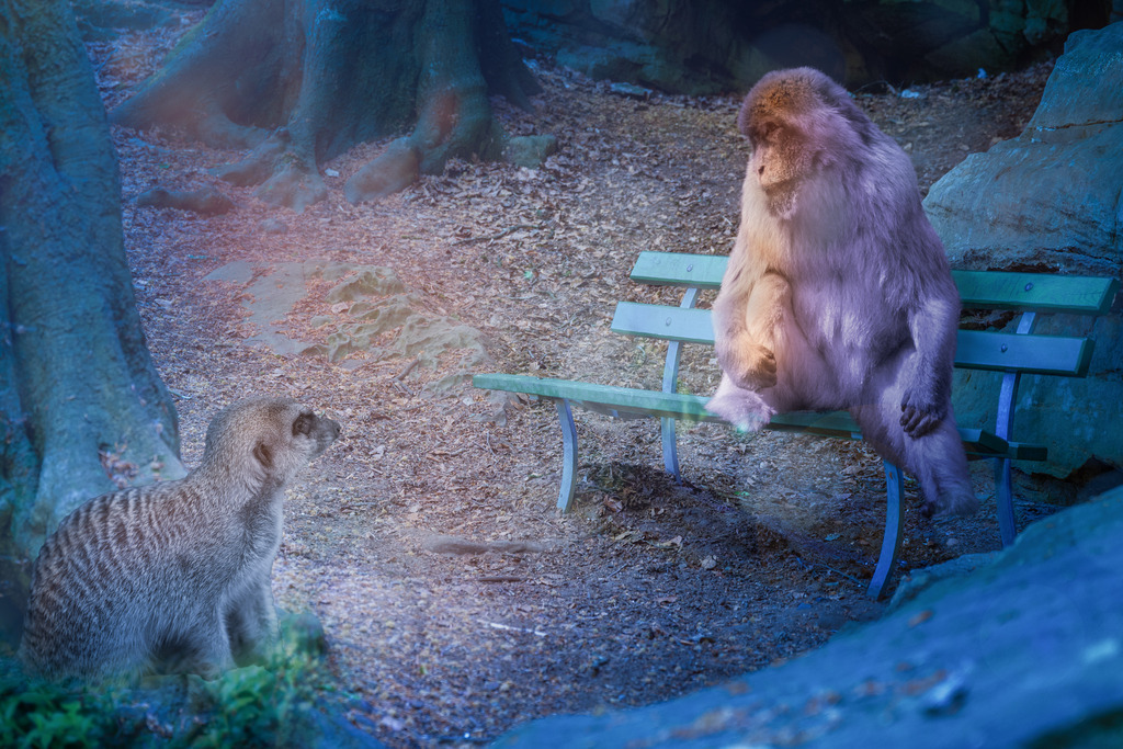 Die Befreiung | Der alte Berberaffe sitzt wie immer abends gemütlich auf seiner Bank im Wald. Hier lässt er den Tag Revue passieren. Oft denkt er an früher, als er noch jung war, sich durch die Bäume und über den Fluss gehangelt hat. Mit seinen Kameraden vergnügt herumgetollt ist.Doch jetzt ist alles anders. Die Freunde sind weg, eingefangen und in Parks gesperrt. Nur er ist hier geblieben, weil er sich rechtzeitig versteckt hat. Manchmal ist er traurig, doch dann freut er sich, dass er noch hier in Freiheit leben darf.Heute jedoch vernimmt er plötzlich ein Rascheln. Erst erschreckt er sich. Sind die Menschen wie-der hier? Haben sie gemerkt, dass sie ihn übersehen haben? - Realisiert mit Pictrs.com