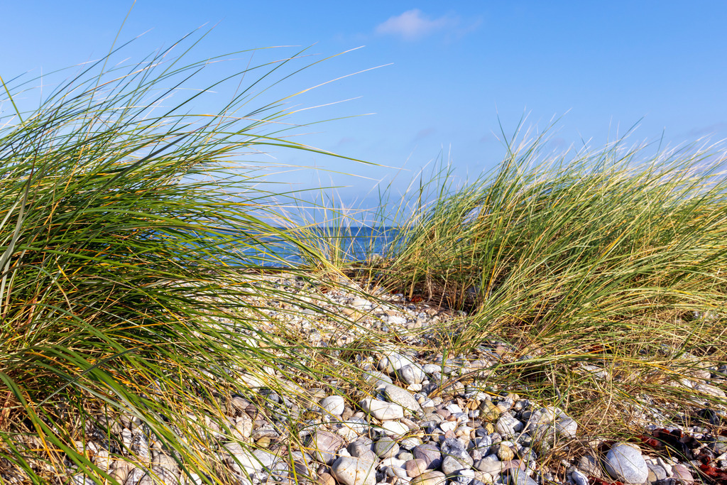 Wandbild: Strandhafer am Strand auf Fehmarn | Ein natürliches Küstenmotiv mit sanfter Eleganz – dieses Wandbild zeigt Strandhafer am Strand in Fehmarn, umgeben von Steinen. Die warmen Sand- und Naturtöne verleihen dem Bild eine beruhigende und gleichzeitig stilvolle Atmosphäre. Der fast wolkenlose blaue Himmel verstärkt die Weite und Klarheit der Szene. Perfekt für eine stilvolle Raumgestaltung mit maritimem Flair. - Realisiert mit Pictrs.com