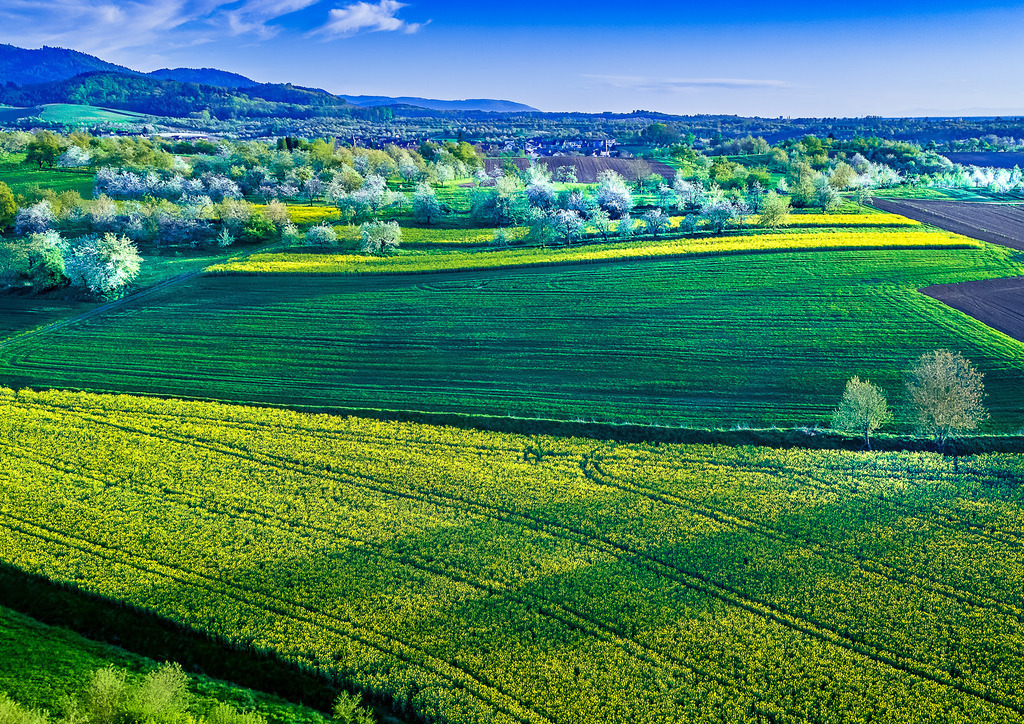 MPI_Blüten_0034 | Blühendes Rapsfeld bei Nussbach - Realisiert mit Pictrs.com