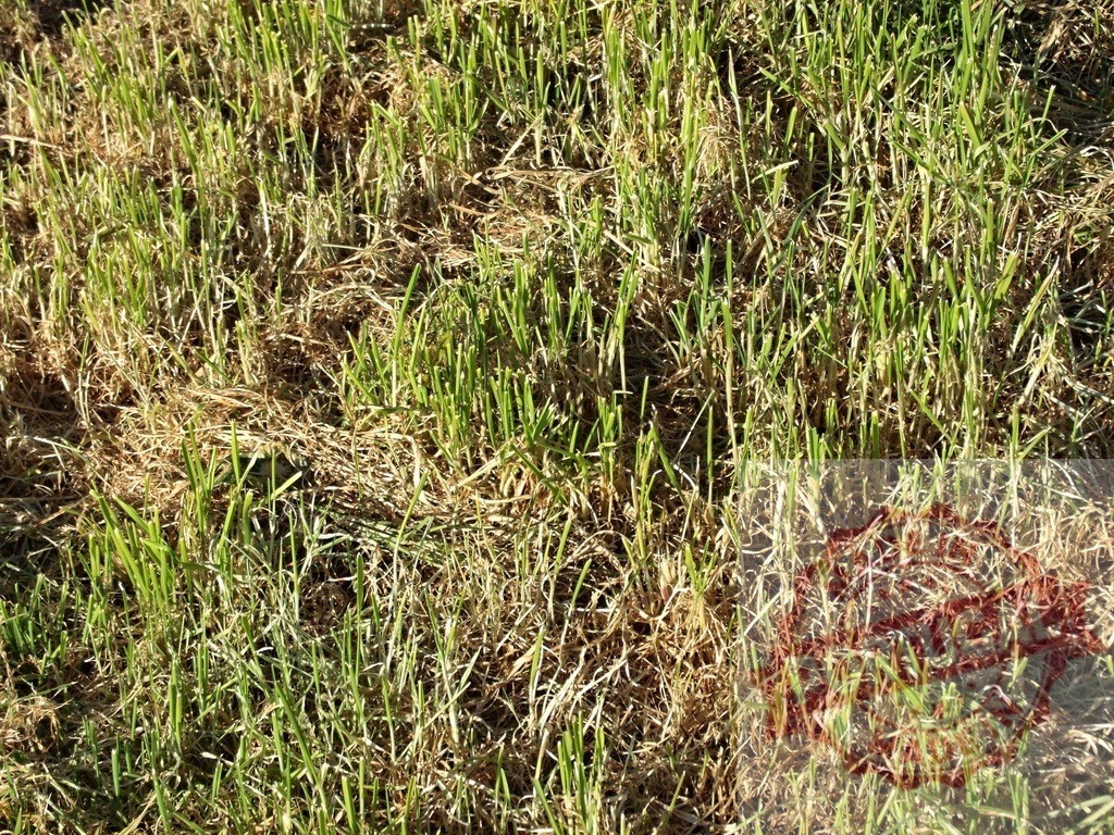 Green grass growing through dry grass after summer drought | Green grass growing through dry grass, a sign of recovery after a drought period - Realisiert mit Pictrs.com