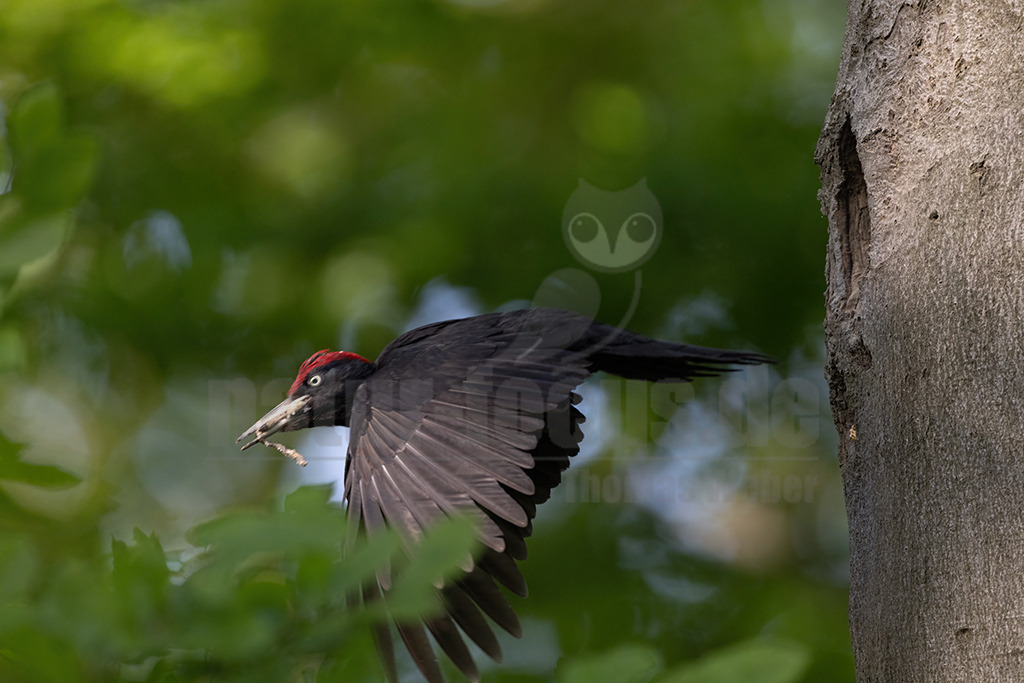 R5NF2899-20230519 | Viele Tiere sind von dem großen Specht abhängig, sie belegen die gezimmerten Baumhöhlen als „Nachmieter“. Doch der Schwarzspecht kann nur da vorkommen, wo große Waldflächen noch zusammenhängen und Bäume alt werden dürfen. Hier kann man das laute Trommeln des eleganten Vogels noch hören.  - Realisiert mit Pictrs.com