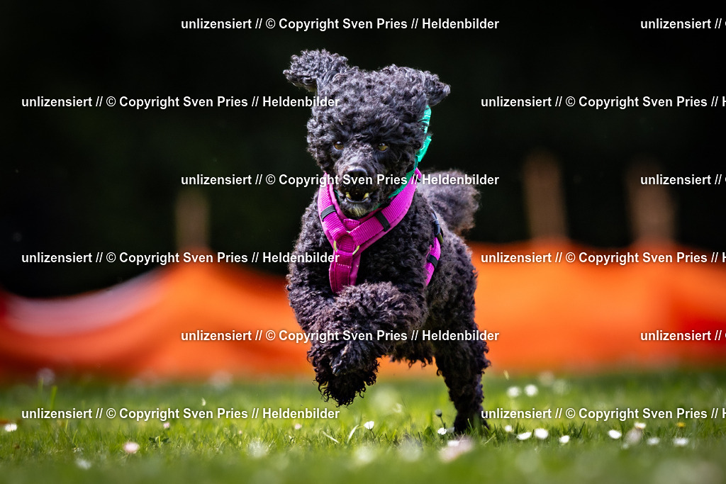 Sven Pries | 2026-05-14 - Hunderennen KA Durlach Vatertag 2026 - Realisiert mit Pictrs.com