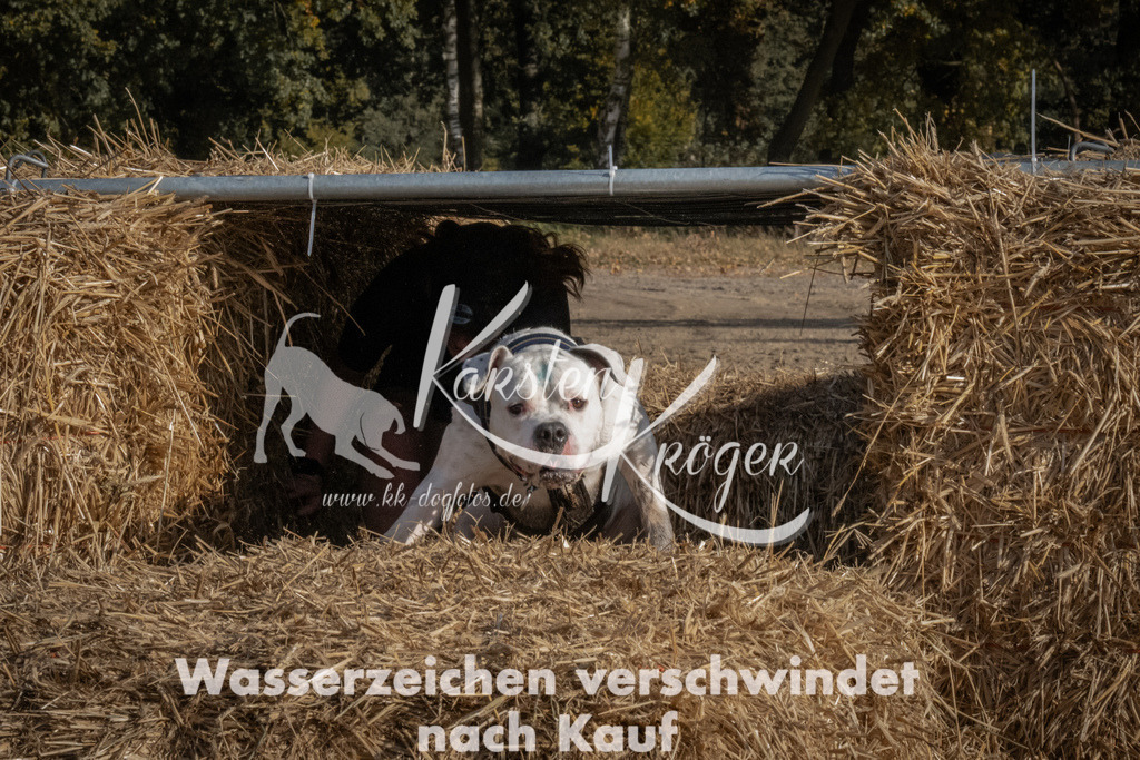 1136_ZZ92161 | kk-dogfotos