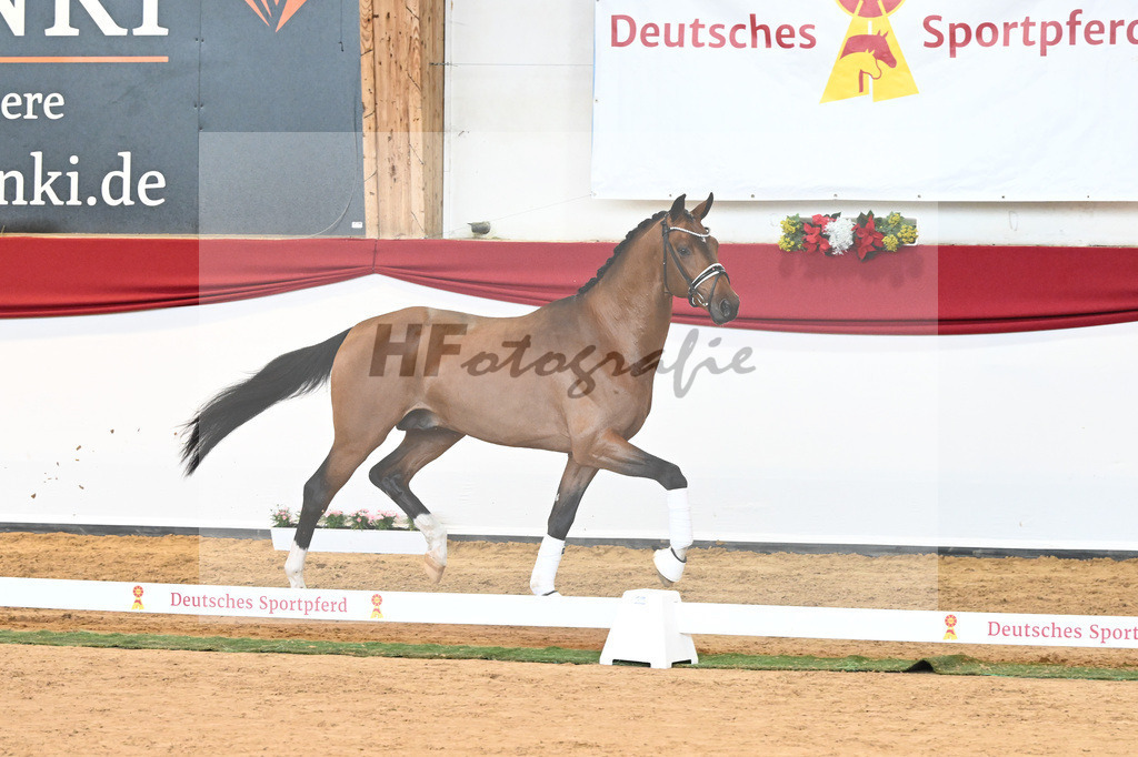 Kat-Nr. 58 Vitalis x Quaterback_Molcan_43230886 | hf-fotografie - Realisiert mit Pictrs.com