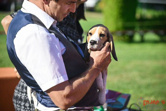 CACIB Aarau | CACIB Aarau, Swiss Dog Show  29062025 Foto: Leo Wyden