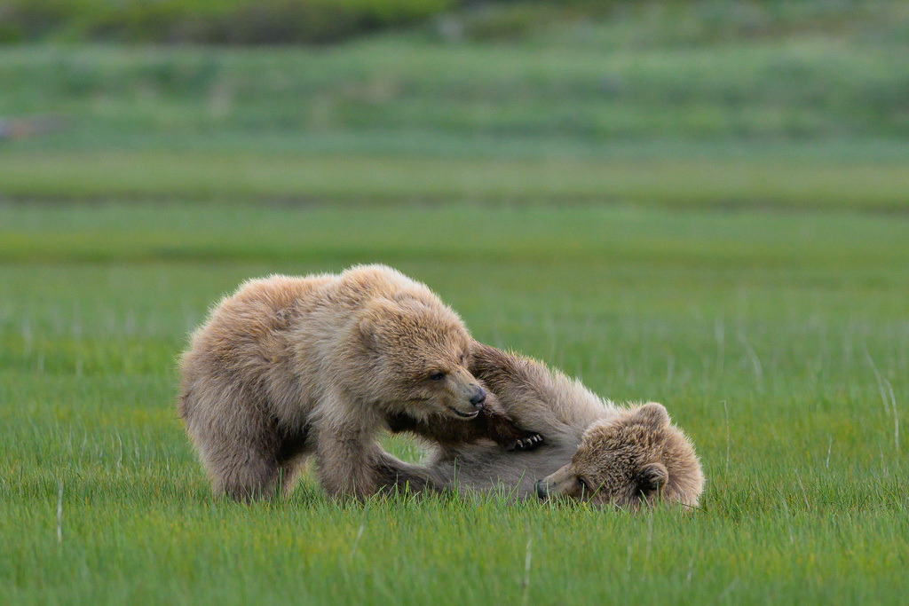 Alaska | Braunbären im Katmai National Park. - Realisiert mit Pictrs.com