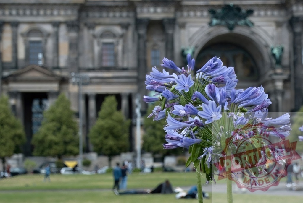 Altes Museum Berlin with agapanthus flowers in Lustgarten park | Agapanthus flowers blooming in Lustgarten park with the Altes Museum Berlin in the background - Realized with Pictrs.com