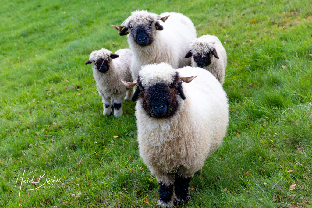 Walliser Schwarznasenschaf | Walliser Schwarznasenschaf in Ohlenbach - Realisiert mit Pictrs.com