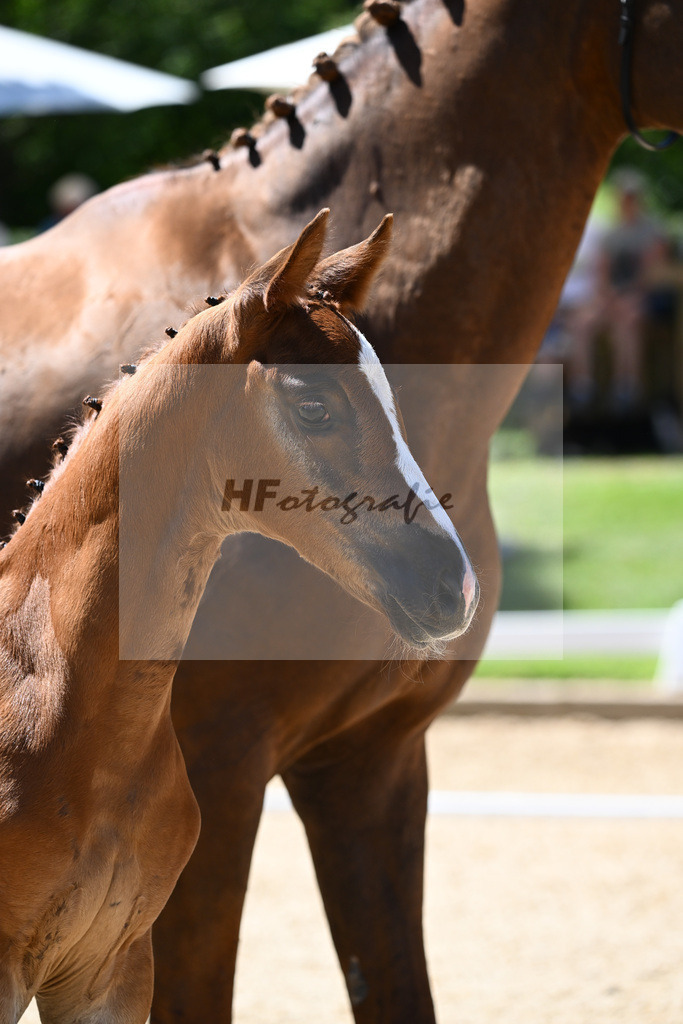 Kat-Nr. 43 SF DSP Va Bene x Quaterback_Kloessinger_27230675 | hf-fotografie - Realisiert mit Pictrs.com