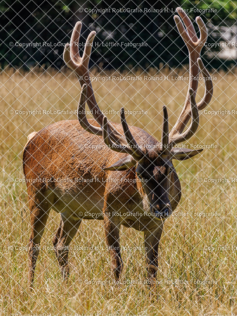 Wild-02 | Hirsch auf einer Wiese - Realisiert mit Pictrs.com